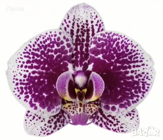 Oрхидея фаленопсис Cultivation, снимка 1 - Стайни растения - 42155394