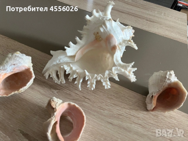 Продавам рапани много красиви