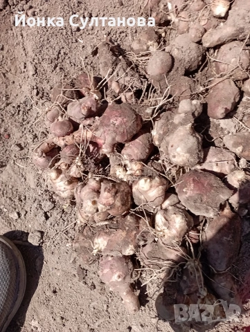 Гулия "земна ябълка", снимка 5 - Домашни продукти - 54289713