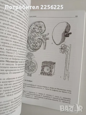 Анатомия на човека, снимка 8 - Специализирана литература - 56289267