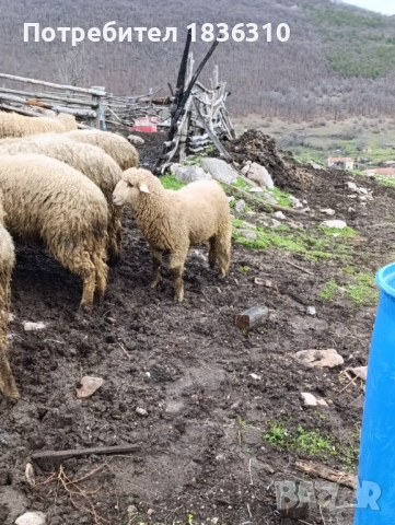 Агнета балкански, снимка 3 - Овце - 53334467
