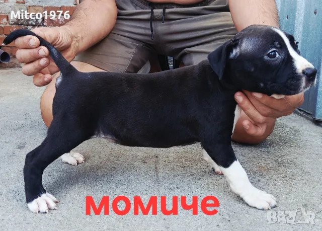 Pitbul-Питбул-Pitbul, снимка 12 - Питбул - 55892121