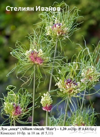 Лук „коса“ (Allium vineale 'Hair') - луковици