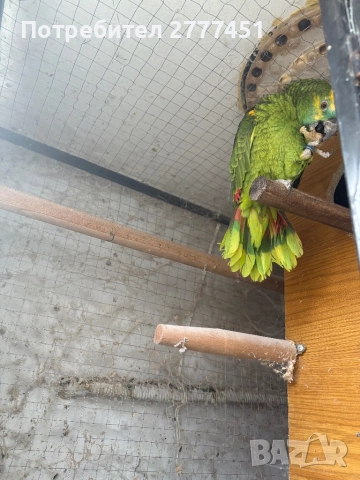 Мъжка синьочела амазона, снимка 2 - Папагали - 52487577