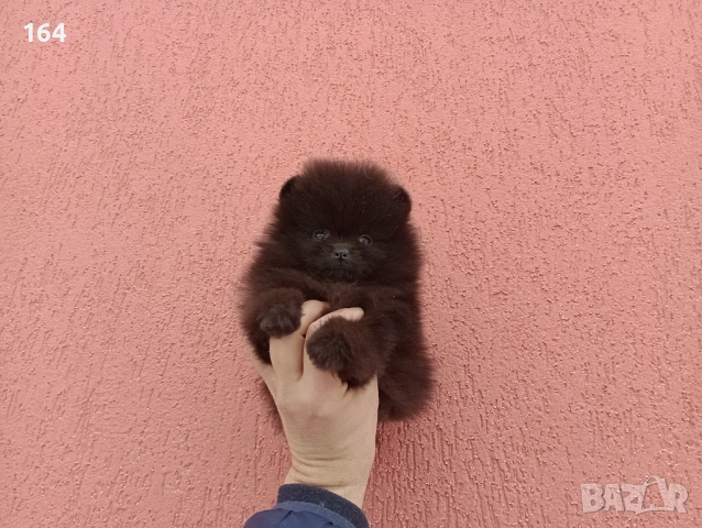 Мъжки шоколадов Померан. Реални снимки от 02.02.26 г.