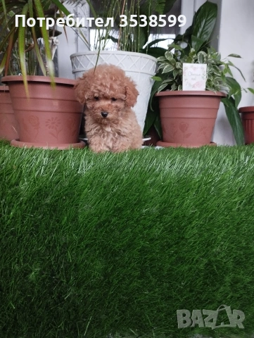 Той Пуделчета , снимка 11 - Пудели - 52909276