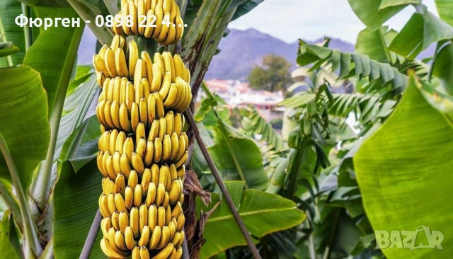 Банан - Мусо баджо / Musa Basjoo, снимка 2 - Разсади - 53906003