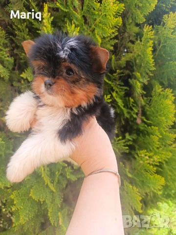 Бивер Йоркширски териер, снимка 2 - Други - 54296398