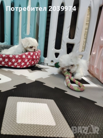 Малтийска болонка, снимка 3 - Болонка - 52437033