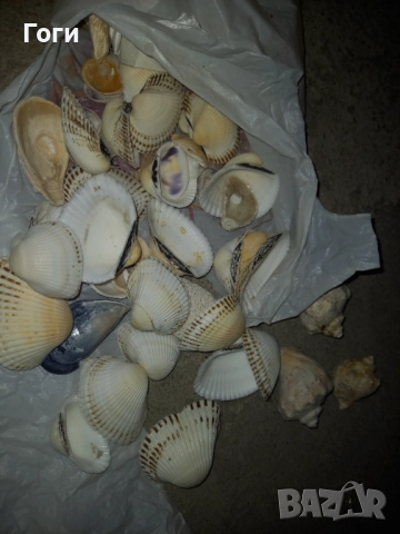 Модели Мидички и рапани