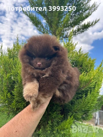 Мини померан момиче, снимка 3 - Померан - 48770049