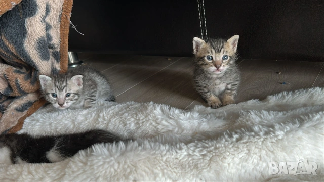 Домашни Котенца + Доставка 50 евро, снимка 13 - Ангорски - 40695376