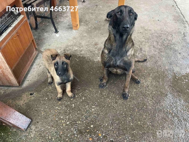 Продавам Белгийски овчарки