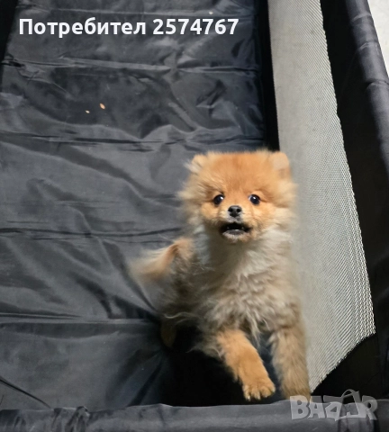 Померански шпиц , снимка 12 - Померан - 52679788