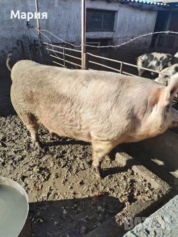 Продавам домашно гледни прасета, снимка 4 - Прасета - 52512973
