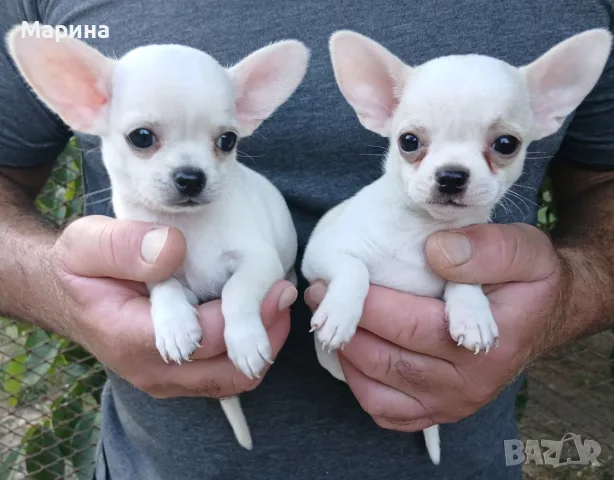 Кученца чихуахуа