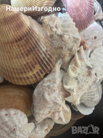 Миди за аквариум, снимка 4 - Оборудване за аквариуми - 52256862