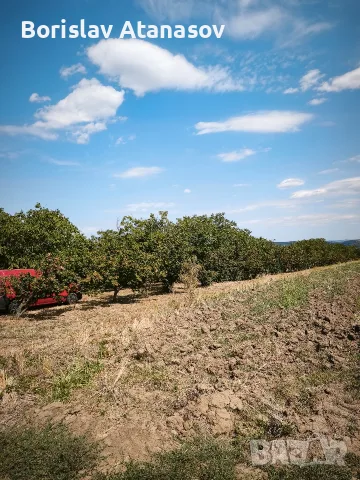 Лешници реколта 2026, снимка 12 - Домашни продукти - 55811754