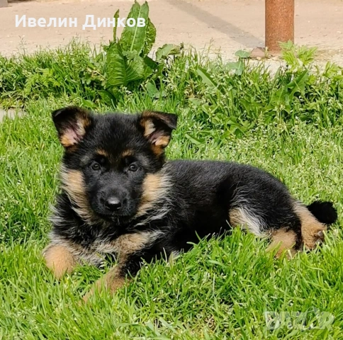 Немска овчарка с родословие , снимка 2 - Немска овчарка - 54102626