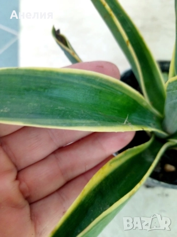 Агаве 2 вида, снимка 2 - Стайни растения - 51825554