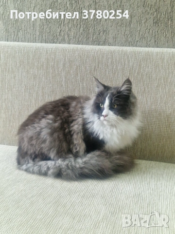 Мейн Кун , снимка 3 - Мейн кун - 54024623