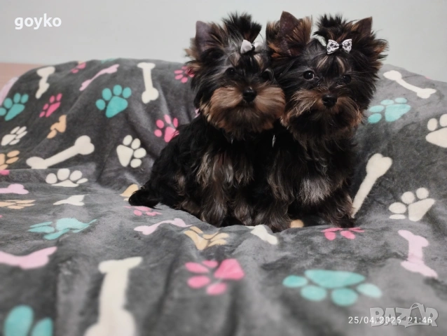 йоркширски териер, снимка 8 - Йоркширски териер - 54314938