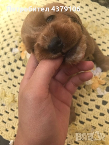 Кокер шпаньол момче ваксина, снимка 2 - Кокер шпаньол - 52849700