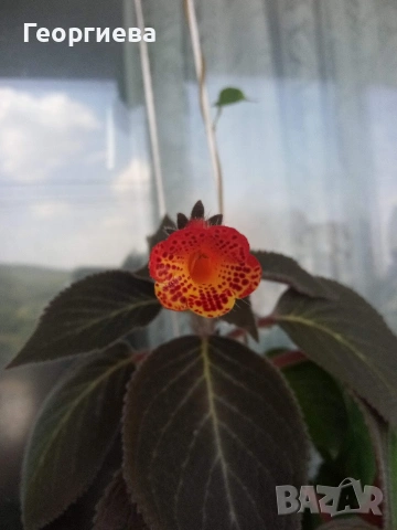 ризоми колерия, снимка 2 - Стайни растения - 53291033