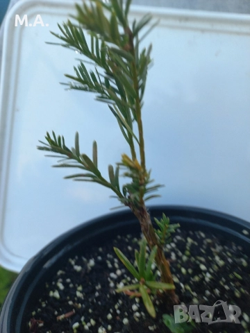 Вкоренен разсад на туя смарагд и др. вечнозелени растения, снимка 6 - Градински цветя и растения - 41822906