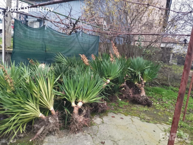 Палма юка външна студоустойчива, снимка 10 - Градински цветя и растения - 53031740
