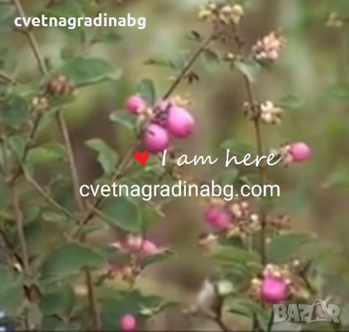 Симфорикарпус - розов, снимка 4 - Градински цветя и растения - 31281884