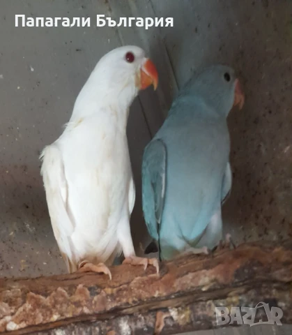 Ръчно хранени малки Александри , снимка 2 - Папагали - 50957829