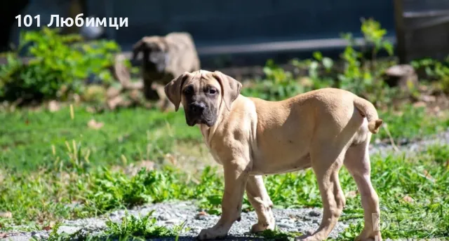 Булмастиф , снимка 3 - Други - 47454876