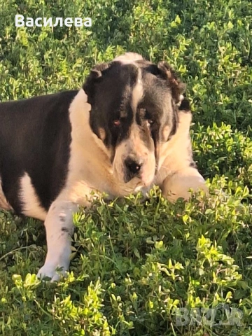 Женски Алабай, снимка 2 - Алабай - 53256341