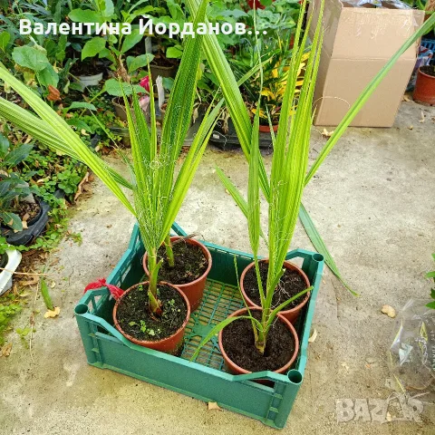 палми вашингтония 