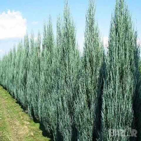 Юниперус скайрокет в саксия 