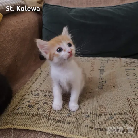 Малки котенца търсят своя дом, снимка 5 - Други - 56339703