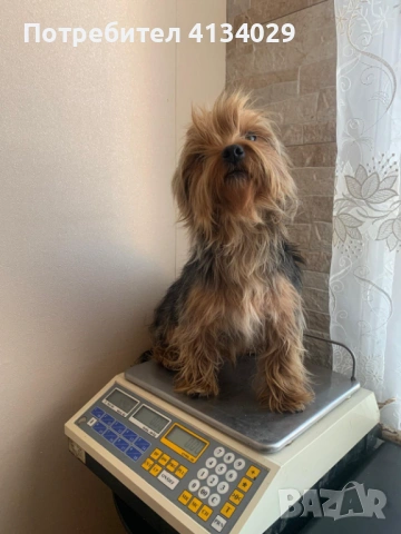 Две мини Йорки мъжки на 1 година и един стандартен мъжки, снимка 17 - Йоркширски териер - 53227851