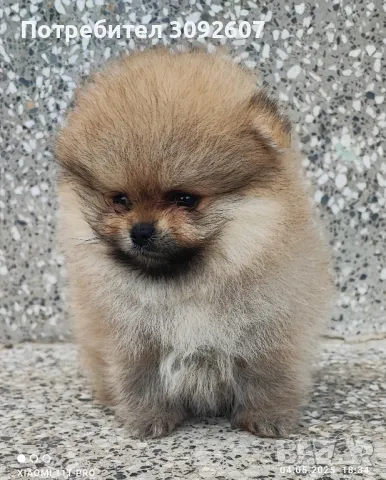 Померан момче , снимка 4 - Померан - 50159998