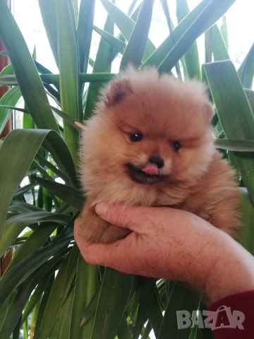 Померан, снимка 4 - Померан - 53244856
