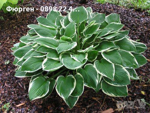  Хоста Бяло с Зелено , Жълто с зелено и Зелена . Цена за 1бр 8,50лв., снимка 2 - Разсади - 37748889