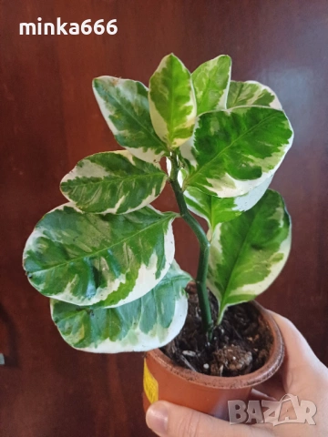 Еуфобрия педилантус.