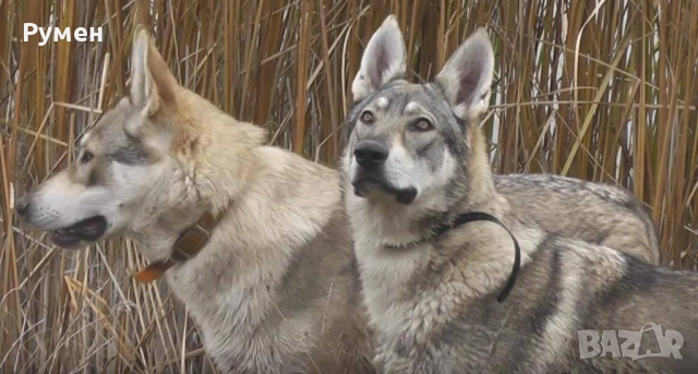 Чехословашки вълчак - немска овчарка + вълк , снимка 3 - Немска овчарка - 51837504