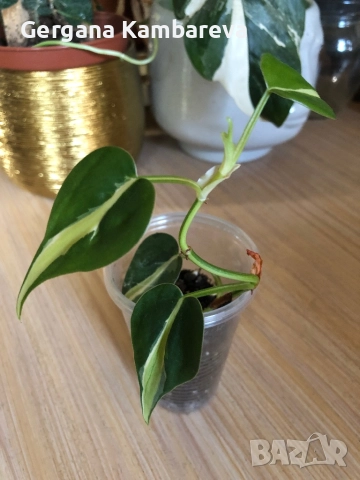 Philodendron Rio , снимка 3 - Стайни растения - 51858504