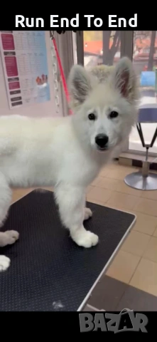 White Swiss Shepherd Puppy for sale, снимка 4 - Бяла овчарка - 54004651