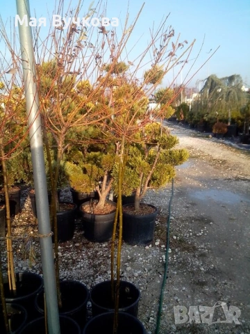 Комплект 2бр върби - плачеща и пъстролиста, снимка 6 - Градински цветя и растения - 53060106