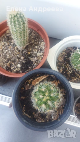 Микс от кактуси и живораждащо каланхое, снимка 3 - Градински цветя и растения - 51041896