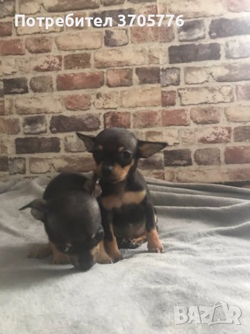 Мини пинчери и чихупинчери, снимка 2 - Пинчер - 40767138