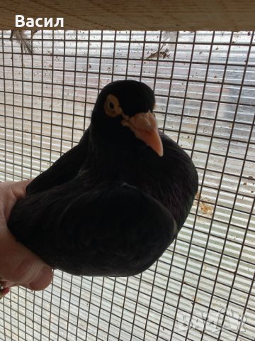 донеци.акмани, снимка 16 - Гълъби - 21606640