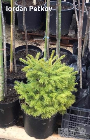 Смърч 40см, снимка 3 - Градински цветя и растения - 39874289